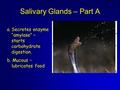 Salivary Glands – Part A a.Secretes enzyme “amylase” – starts carbohydrate digestion. b. Mucous – lubricates food.