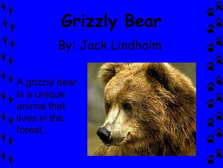 Grizzly Bear By: Jack Lindholm A grizzly bear is a unique animal that lives in the forest.