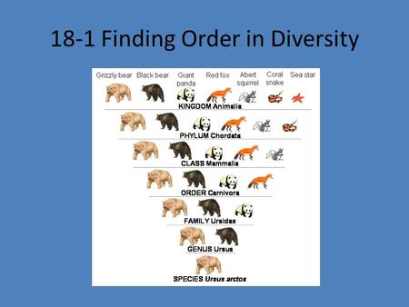 18-1 Finding Order in Diversity. To study the diversity of life, biologists use a system of classification to logically name and group organisms based.