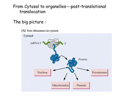 From Cytosol to organelles---post-translational translocation The big picture :