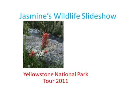 Jasmine’s Wildlife Slideshow Yellowstone National Park Tour 2011.
