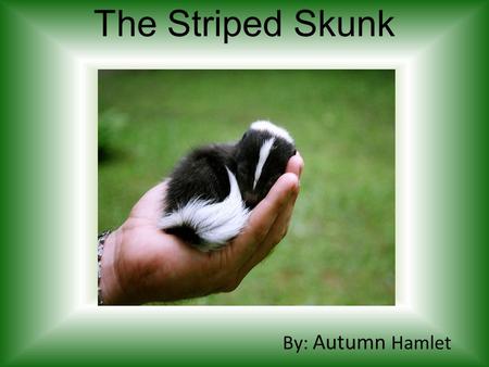 The Striped Skunk By: Autumn Hamlet. General Information It is a mammal. It’s Scientific Name is Mephitis mephitis. It can live up to 13 years, 6 years.