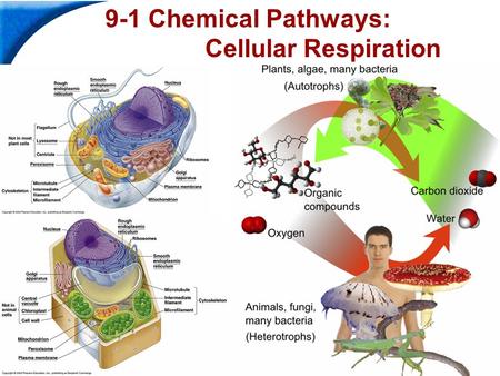 End Show Slide 1 of 39 9-1 Chemical Pathways: Cellular Respiration.