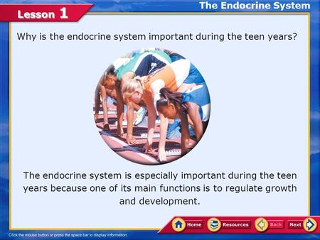 Lesson 1 Why is the endocrine system important during the teen years? The endocrine system is especially important during the teen years because one of.