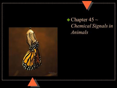 U Chapter 45 ~ Chemical Signals in Animals. Regulatory systems u Hormone~ chemical signal secreted into body fluids (blood) communicating regulatory messages.