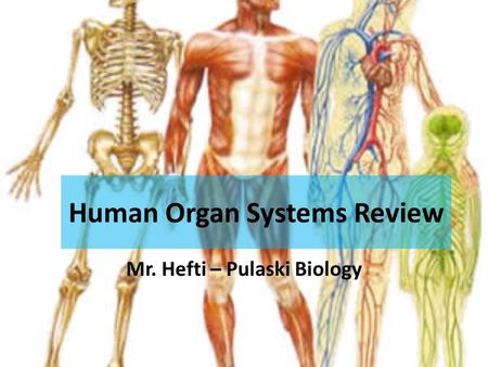 Human Organ Systems Review Mr. Hefti – Pulaski Biology.