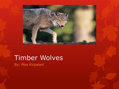 Timber Wolves By: Max Kirpalani. Basic Facts The timber wolf is a mammal. This animal weighs 75 to 125 pounds. Lives for 7 to 10 years.