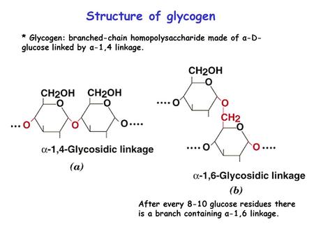Structure of glycogen * Glycogen: branched-chain homopolysaccharide made of α-D- glucose linked by α-1,4 linkage. After every 8-10 glucose residues there.