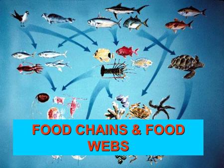 FOOD CHAINS & FOOD WEBS. FOOD CHAINS vs. FOOD WEBS FOOD CHAIN – Diagram that shows how energy flows from 1 organism to another in an ecosystem. FOOD WEB.