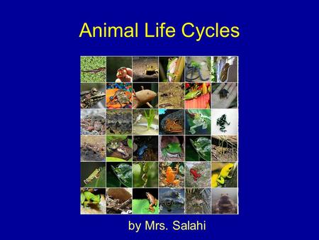 Animal Life Cycles by Mrs. Salahi. When Animals Reproduce they make more living things of the same kind.