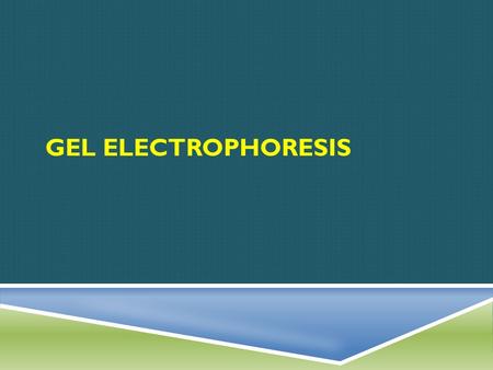 GEL ELECTROPHORESIS. FIRST, WHAT……  Simply put, gel electrophoresis is a technique used to separate molecules such a DNA, RNA and proteins according.