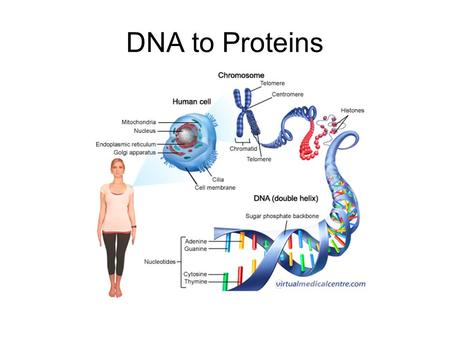 DNA to Proteins. Unraveling DNA *The structure of DNA allows it to hold information *The order of the bases is the code that carries the information *A.