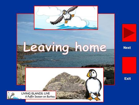 Exit Next. Burhou is home in the summer to 175 pairs of Atlantic Puffins. Next.
