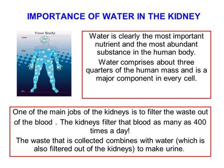 IMPORTANCE OF WATER IN THE KIDNEY Water is clearly the most important nutrient and the most abundant substance in the human body. Water comprises about.