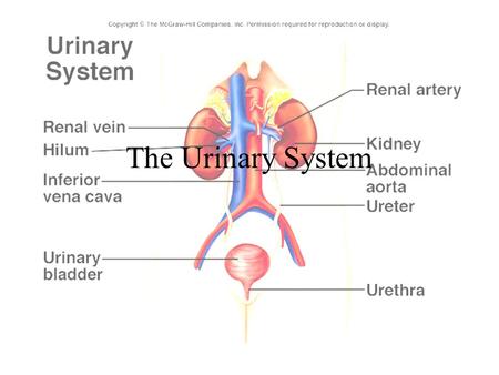 The Urinary System. System Overview Consists of: –Kidneys –Ureters –Urinary bladder –Urethra.