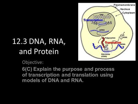 12.3 DNA, RNA, and Protein Objective: 6(C) Explain the purpose and process of transcription and translation using models of DNA and RNA.