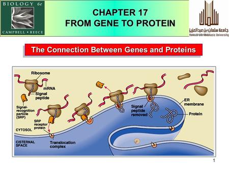 1 The Connection Between Genes and Proteins CHAPTER 17 FROM GENE TO PROTEIN.