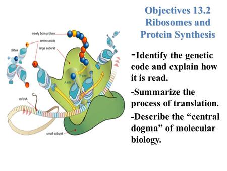 Lesson Overview Lesson Overview Ribosomes and Protein Synthesis Objectives 13.2 Ribosomes and Protein Synthesis - Identify the genetic code and explain.