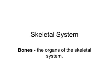 Skeletal System Bones - the organs of the skeletal system.