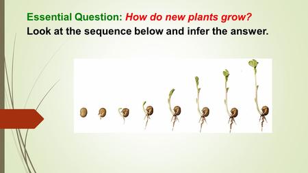 Essential Question: How do new plants grow? Look at the sequence below and infer the answer.
