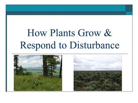 How Plants Grow & Respond to Disturbance. Succession & Disturbance  Community change is driven by successional forces: Immigration and establishment.