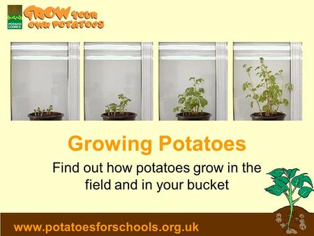 Www.potatoesforschools.org.uk Growing Potatoes Find out how potatoes grow in the field and in your bucket.