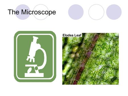 parts of a microscope presentation