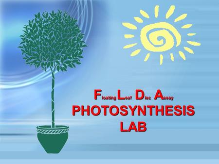 F loating L eaf D isc A ssay PHOTOSYNTHESIS LAB. 2 Your Problem To design an experiment to quantify the effect of an abiotic factor on the rate of PhotosynthesisTo.