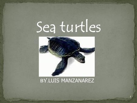 Sea turtles BY. LUIS MANZANAREZ 1. 2 Table of Contents Introduction -------------------------------------------------------------pg. 3 Physical Description.