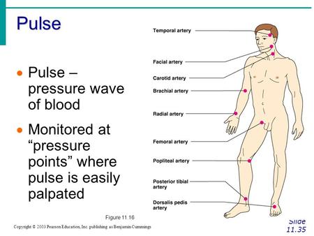 Pulse Slide 11.35 Copyright © 2003 Pearson Education, Inc. publishing as Benjamin Cummings  Pulse – pressure wave of blood  Monitored at “pressure points”