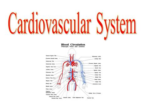 Cardiovascular system Function 1.Transports blood (which contains nutrients, hormones, and gases) 2.Gas Exchange 3.Helps maintain constant body temperature.