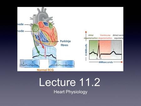 Lecture 11.2 Heart Physiology. Conduction System of the Heart Intrinsic/Nodal System: spontaneous, independent of nervous system Causes heart muscle depolarize.