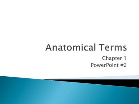 Chapter 1 PowerPoint #2. In anatomical position, the body is erect, with head and toes pointed forward and arms hanging at sides with palms facing forward.