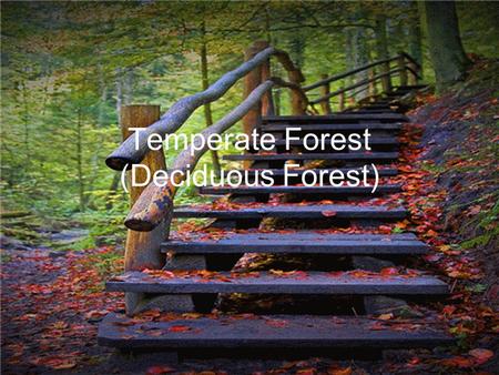 Temperate Forest (Deciduous Forest). Geographic location Climate South of the boreal forests in eastern North America, eastern Asia, Australia, and Europe.