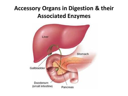 Accessory Organs in Digestion & their Associated Enzymes.