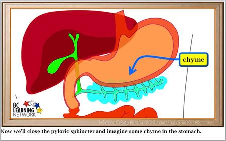 Now we’ll close the pyloric sphincter and imagine some chyme in the stomach. chyme.