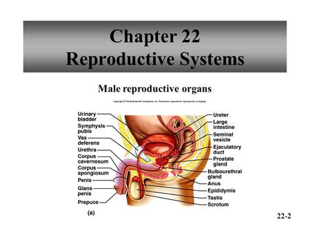Chapter 22 Reproductive Systems Male reproductive organs 22-2.