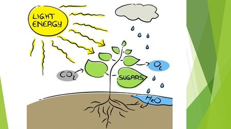 Photosynthesis Used by Autotrophs Plants, Algae, and some Bacteria.