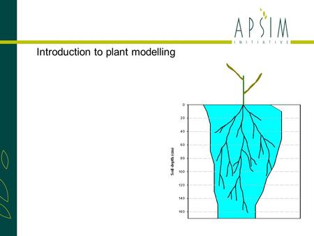 Introduction to plant modelling. Phenology Most important stages: Sowing, Flowering & Maturity. Each phase develops through cumulative thermal time, can.
