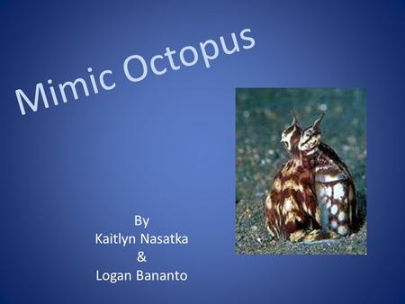 Mimic Octopus By Kaitlyn Nasatka & Logan Bananto.