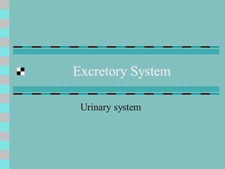 Excretory System Urinary system Structures of the Urinary System 2 kidneys – produce urine, filter blood 180 L of blood per 24 hours filtered 2 ureters.
