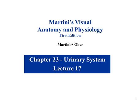 1 Chapter 23 - Urinary System Lecture 17 Martini’s Visual Anatomy and Physiology First Edition Martini  Ober.