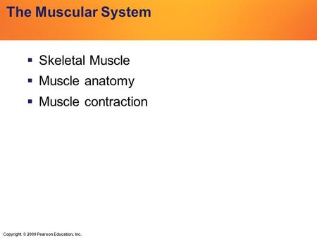 Copyright © 2009 Pearson Education, Inc. The Muscular System  Skeletal Muscle  Muscle anatomy  Muscle contraction.