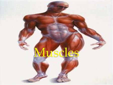 Muscles. Mitochondria The mitochondria are organelles that provide, energy for the cells. They convert energy into forms that are usable by the cell.