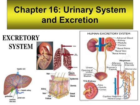 Chapter 16: Urinary System and Excretion
