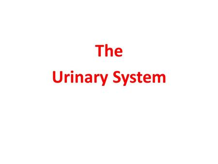 The Urinary System. Structure It consists of: Kidney Ureter Urinary bladder Urethra.
