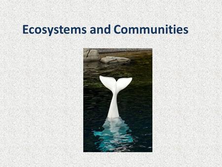 Ecosystems and Communities. Interactions What organisms would live in this community? What are their interactions?