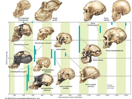 Hominins (us) review… Defined by dental features, bipedal locomotion, large brain size, and tool making behavior Characteristics that developed at different.