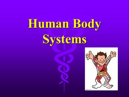 Human Body Systems. Respiratory System l Function: l Breathing brings air into the lungs and removes waste gases l Cellular respiration converts oxygen.