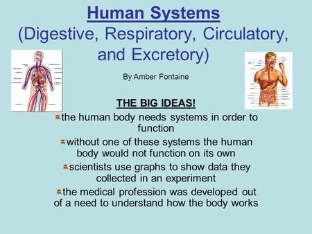 Human Systems (Digestive, Respiratory, Circulatory, and Excretory) THE BIG IDEAS! the human body needs systems in order to function without one of these.